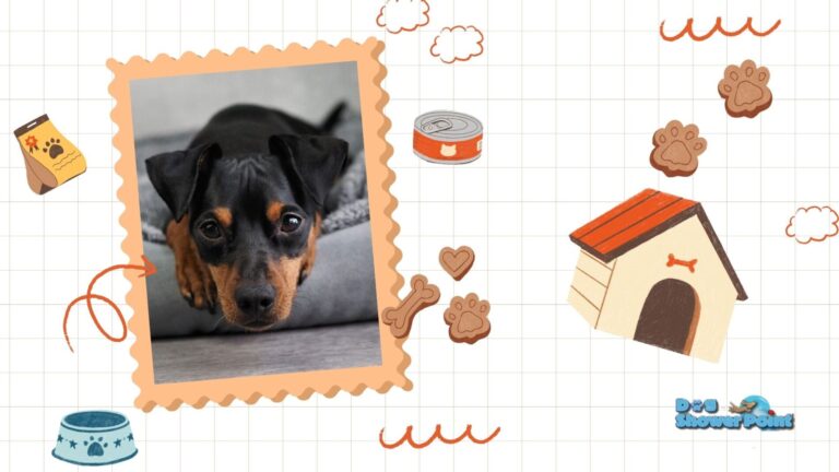 Dogsitter assistenza professionale per cani a domicilio a Terni: il tuo cane al sicuro tra le sue cose