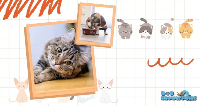 Cat sitter servizio di assistenza gatti a domicilio a Terni: benessere felino tra le mura di casa